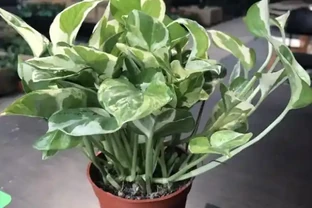 白金葛的養殖方法和注意事項