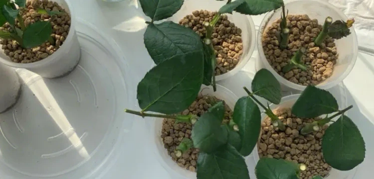 玫瑰插枝季節