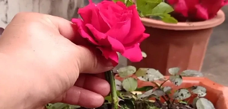 玫瑰插枝季節