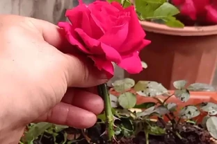 玫瑰插枝季節