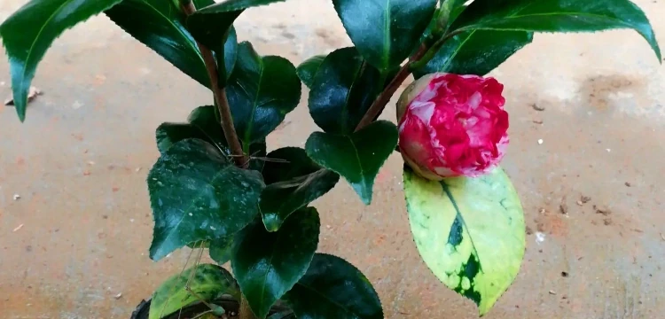 盆栽茶花的養殖方法