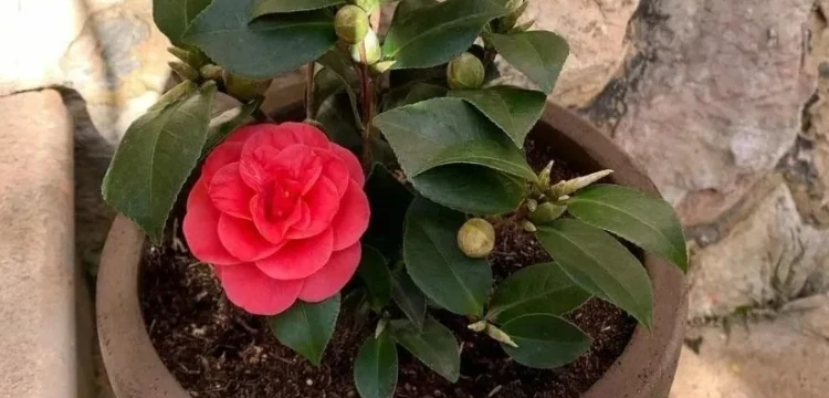 盆栽茶花的養殖方法