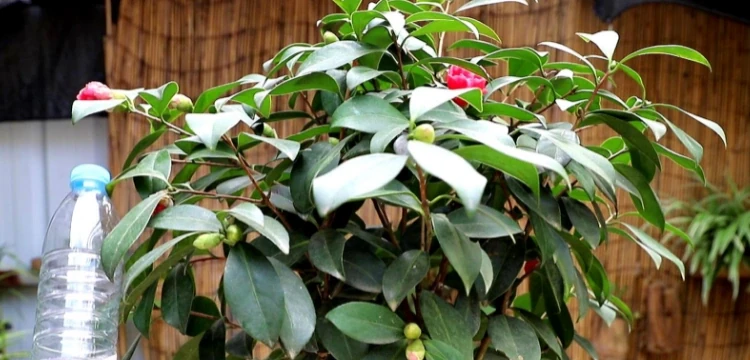 盆栽茶花的養殖方法