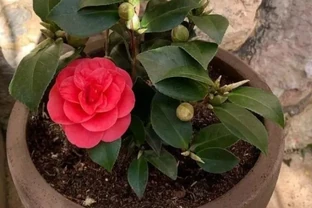 盆栽茶花的養殖方法