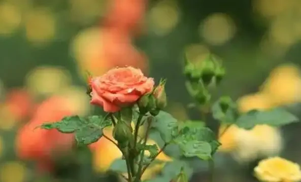 玫瑰花適合放在室內嗎
