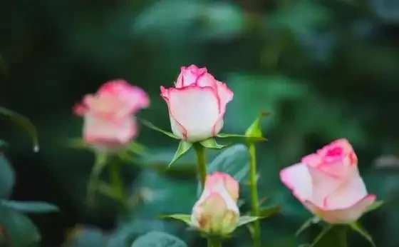 玫瑰花適合放在室內嗎