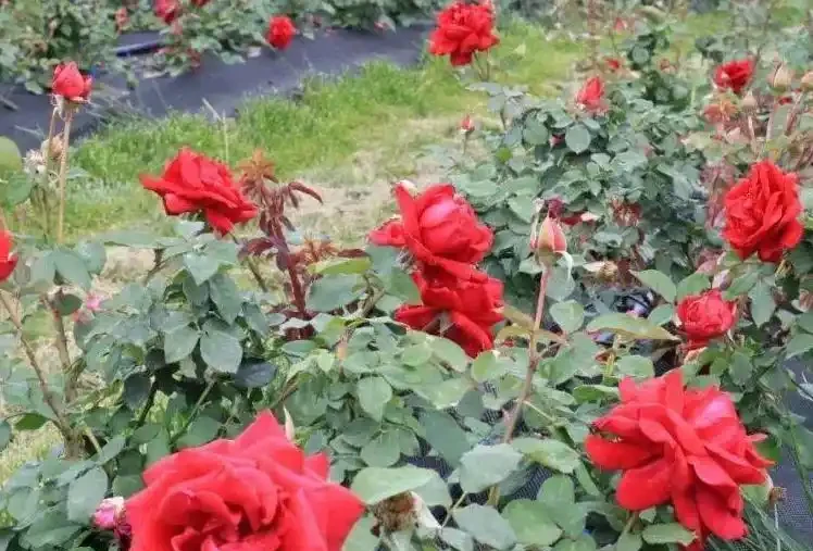 玫瑰花適合放在室內嗎
