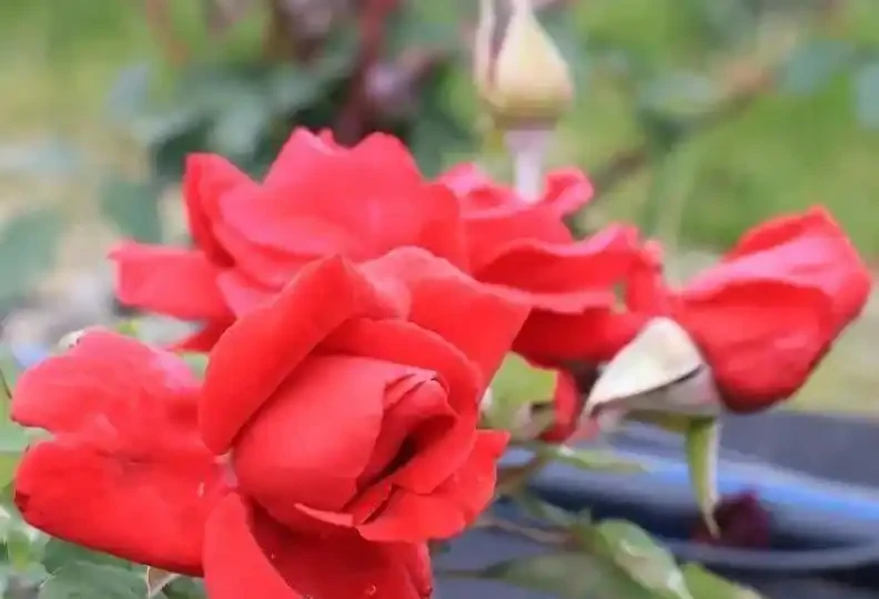 玫瑰花適合放在室內嗎