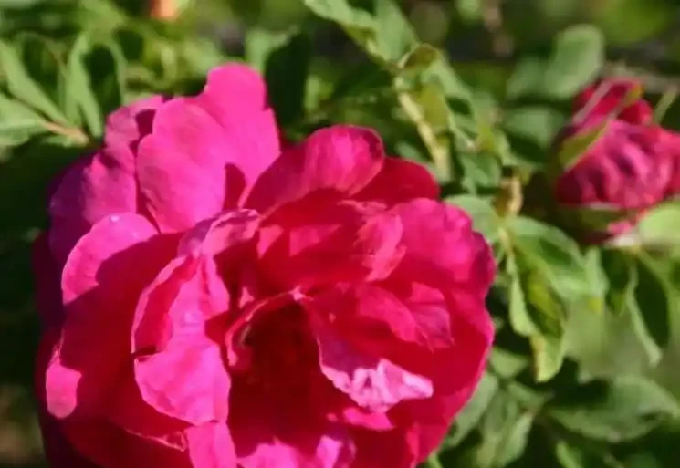 玫瑰花適合放在室內嗎