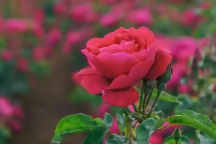 玫瑰花適合放在室內嗎