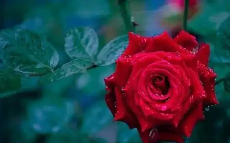 玫瑰花適合放在室內嗎