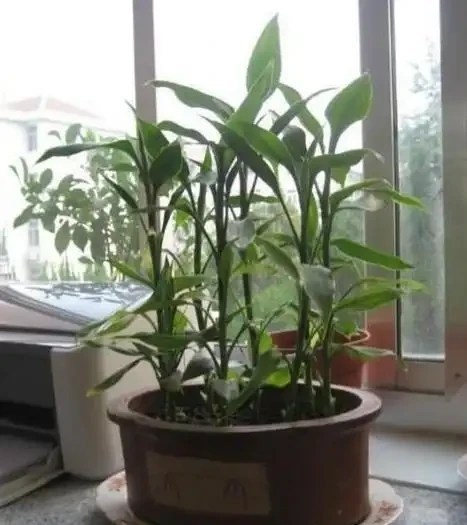 萬年竹黃葉什麼原因,如何解決?