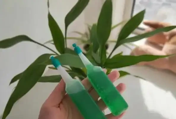 萬年竹黃葉什麼原因,如何解決?