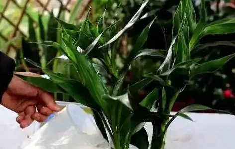 萬年竹黃葉什麼原因,如何解決?