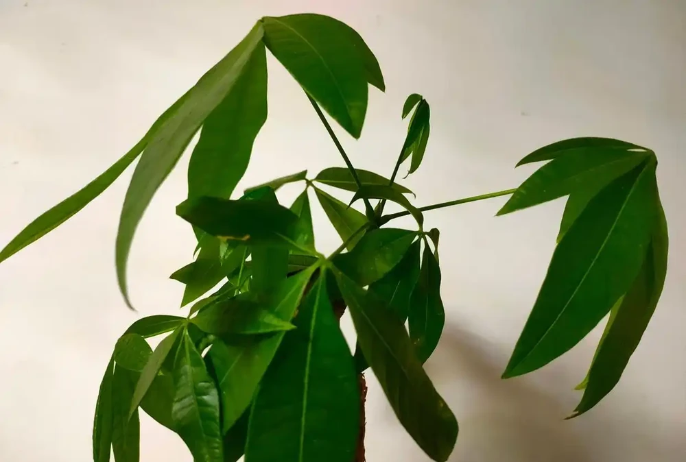 缺光的發財樹