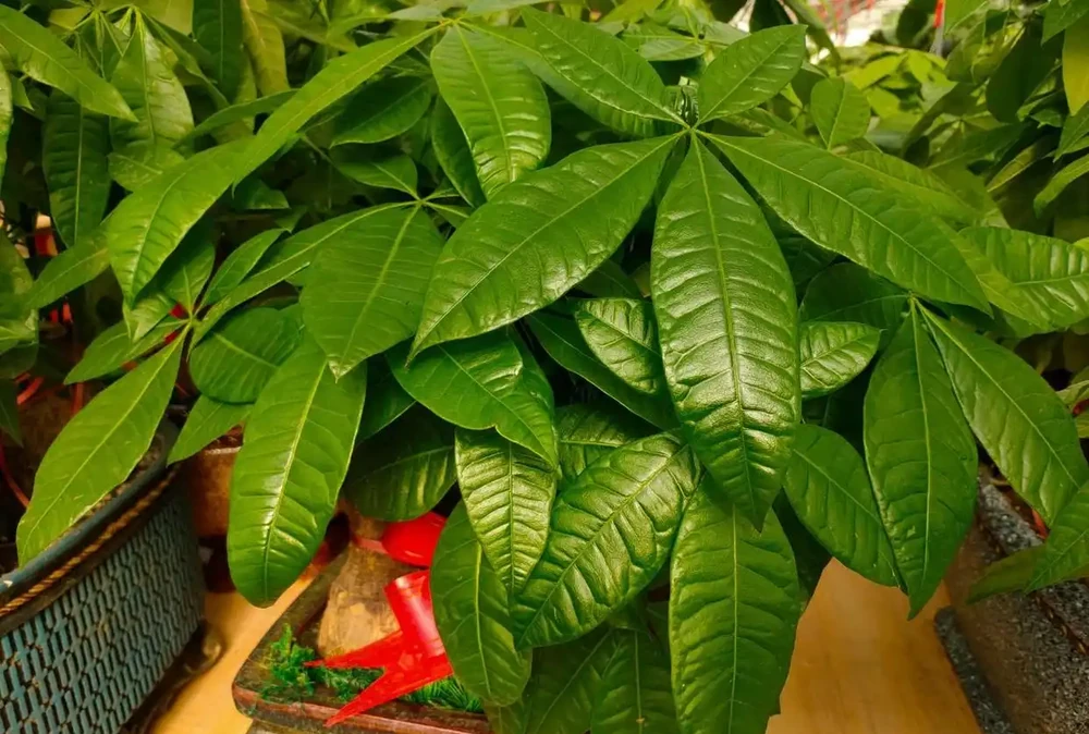 發財樹