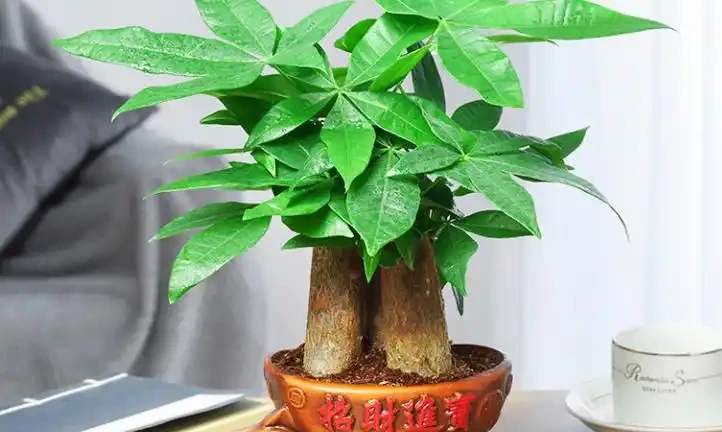 曾經「紅極一時」的發財樹,現在白送都沒人要,到底為啥?