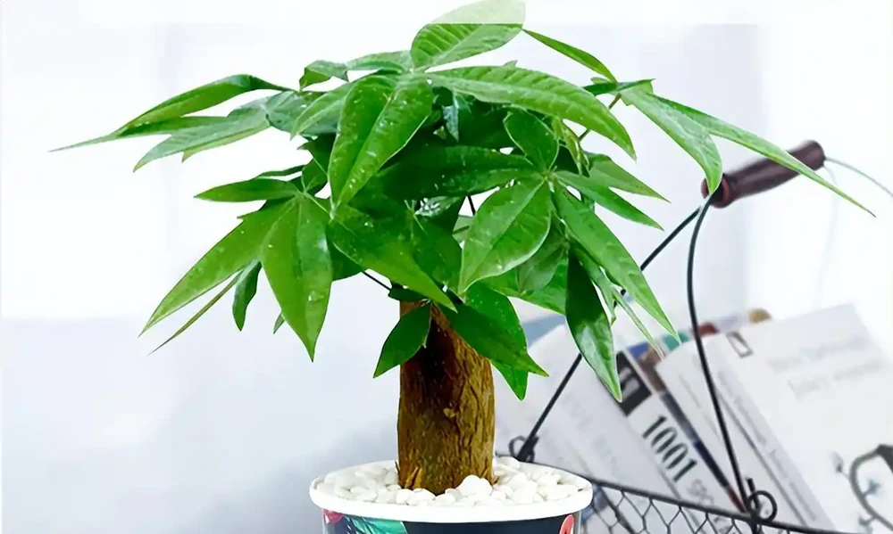 曾經「紅極一時」的發財樹,現在白送都沒人要,到底為啥?