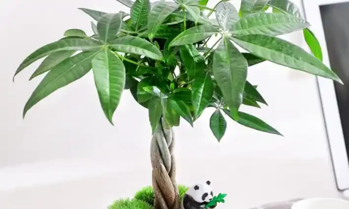 曾經「紅極一時」的發財樹,現在白送都沒人要,到底為啥?