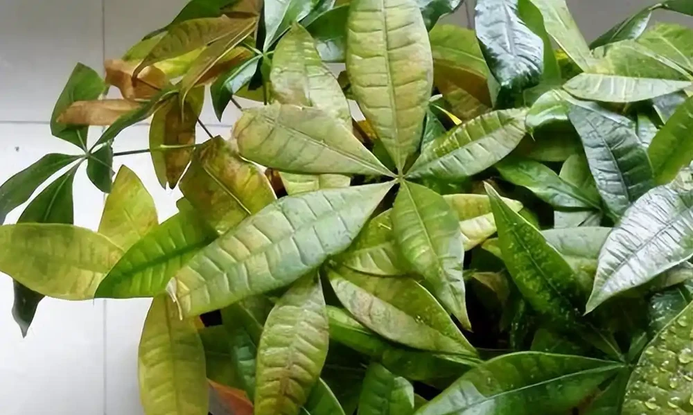 曾經「紅極一時」的發財樹,現在白送都沒人要,到底為啥?