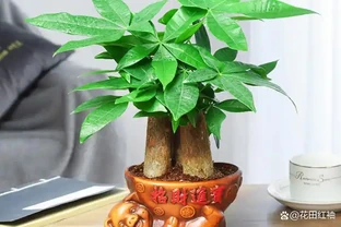 曾經「紅極一時」的發財樹，現在白送都沒人要，到底為啥？