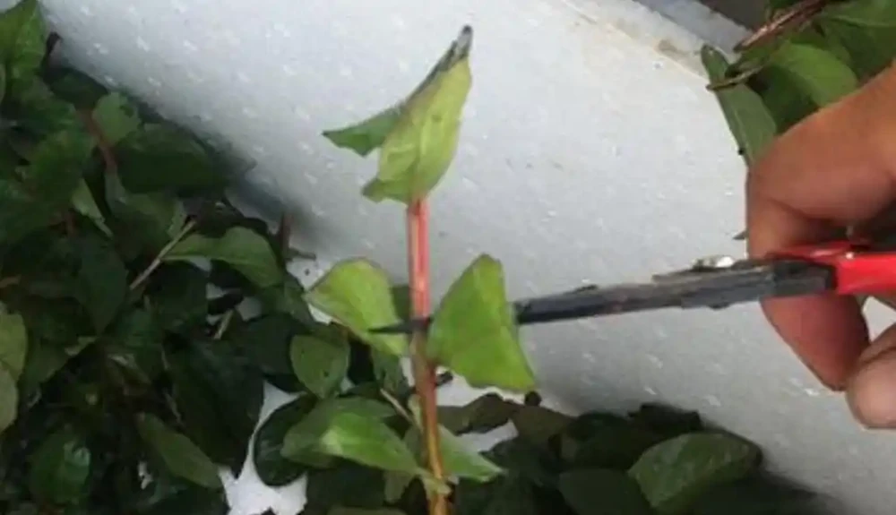 玫瑰插扦，做到這些，易活好養