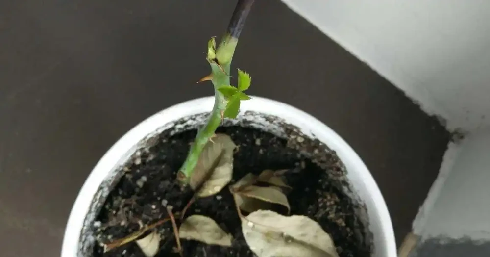 玫瑰插扦，做到這些，易活好養