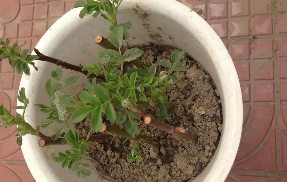 玫瑰插扦，做到這些，易活好養