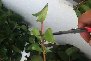 玫瑰插扦，做到這些，易活好養