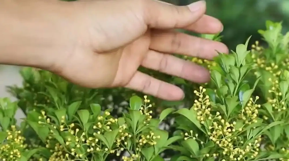 樹蘭葉子發黃脫落什麼原因，如何解決