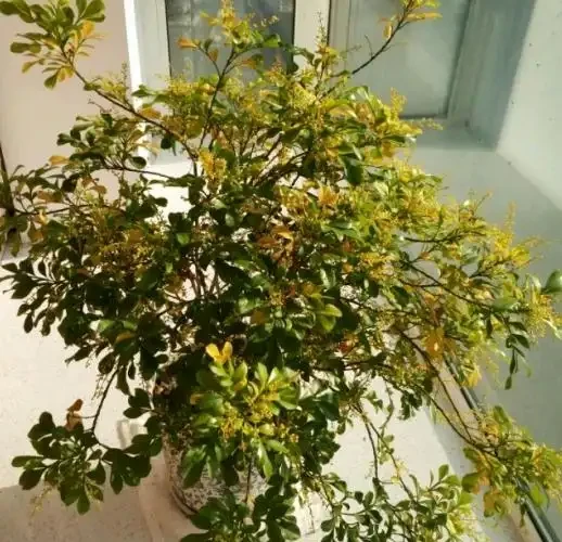 樹蘭葉子發黃脫落什麼原因，如何解決