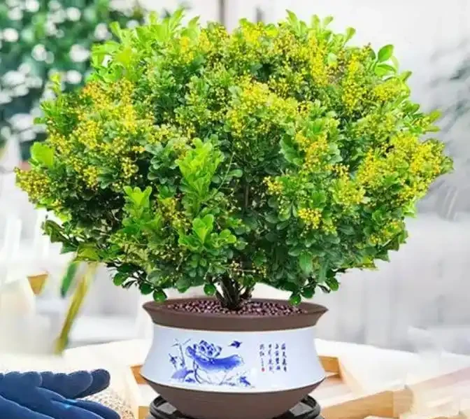 樹蘭葉子發黃脫落什麼原因，如何解決