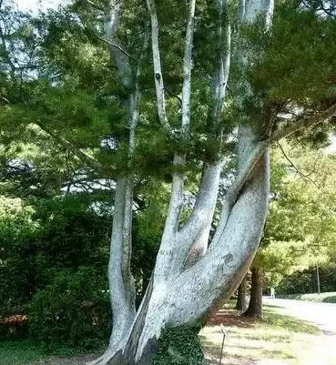 四季常青又耐寒的樹