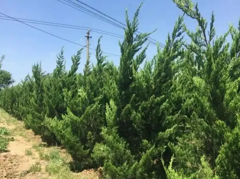 四季常青又耐寒的樹
