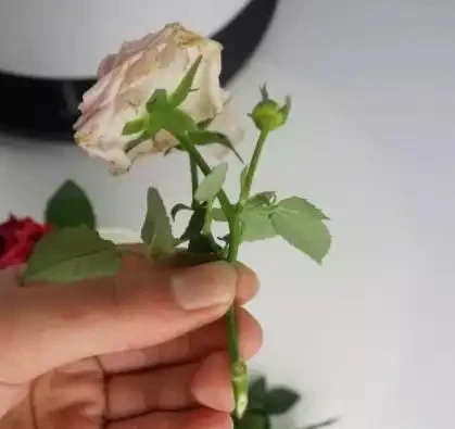 玫瑰開花後如何修剪