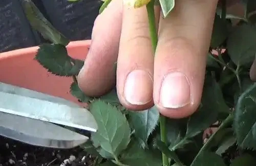 玫瑰開花後如何修剪