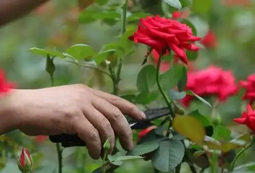 玫瑰開花後如何修剪