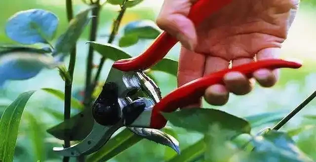 玫瑰開花後如何修剪