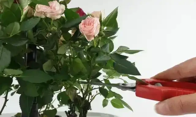玫瑰開花後如何修剪