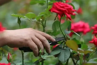 玫瑰開花後如何修剪
