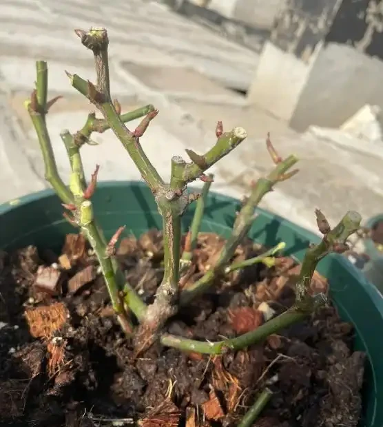 月季葉子掉光了怎麼辦
