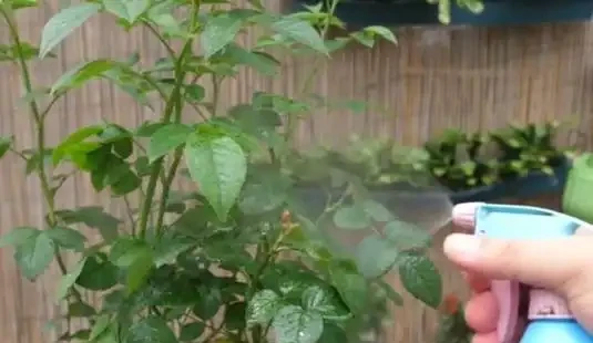 月季葉子掉光了怎麼辦
