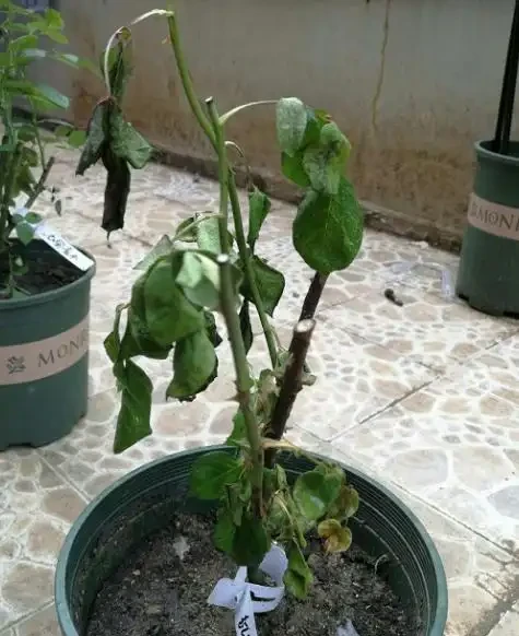 月季葉子掉光了怎麼辦