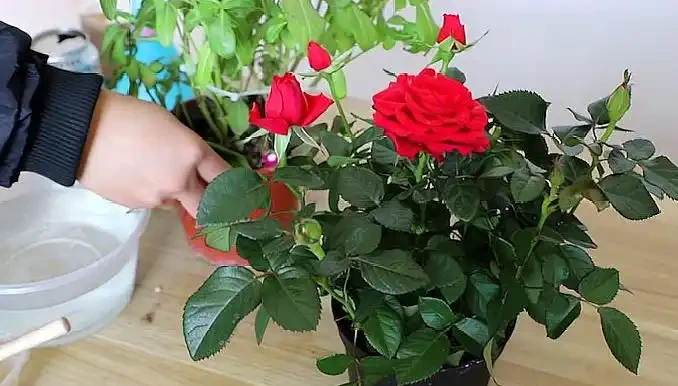 月季葉子掉光了怎麼辦