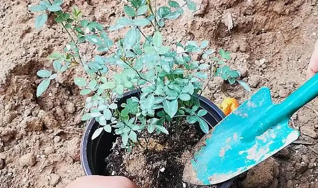 月季葉子掉光了怎麼辦