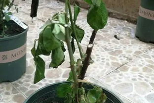 月季葉子掉光了怎麼辦