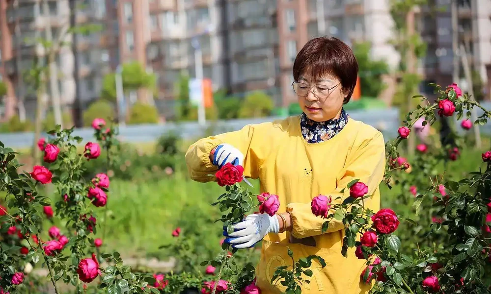 玫瑰開花後具體如何修剪?