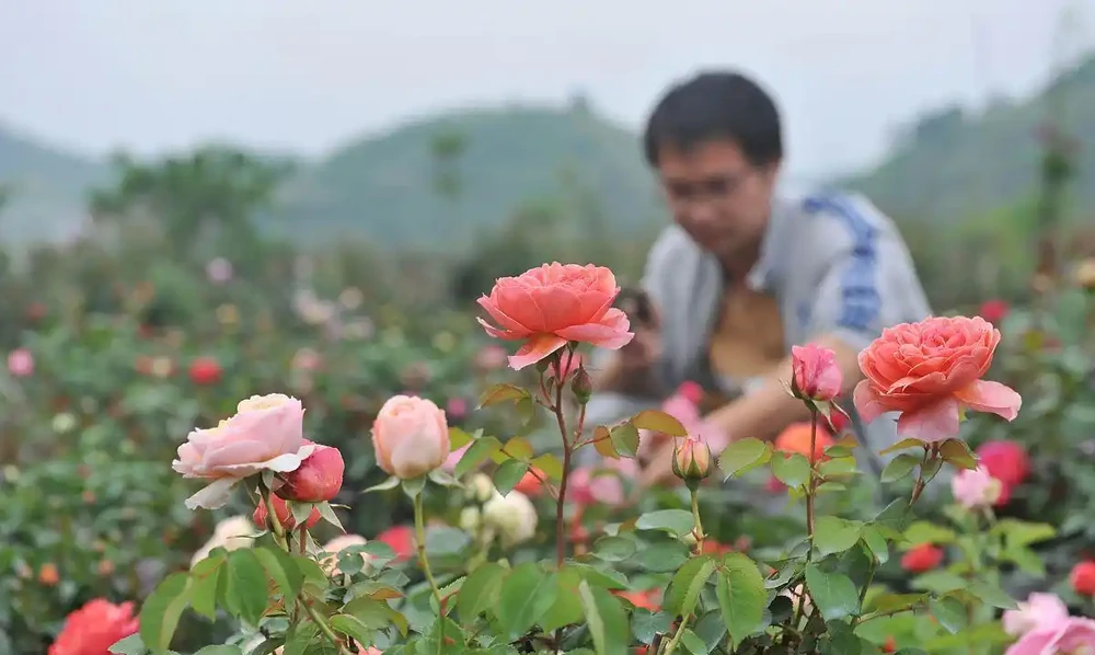 玫瑰開花後具體如何修剪?
