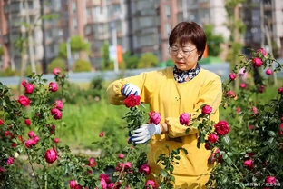玫瑰開花後具體如何修剪？