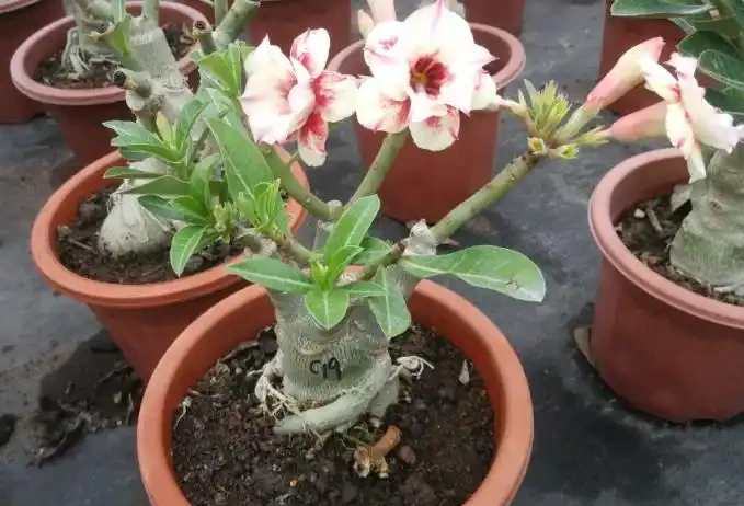 沙漠玫瑰換盆後要什麼時候澆水